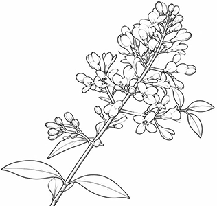 Native wild privet line drawing
